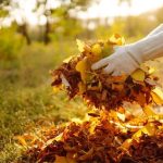 The Tree Guy Services LLC Delivering Top Quality Tree Care You Can Count On