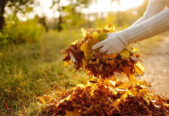 The Tree Guy Services LLC Delivering Top Quality Tree Care You Can Count On