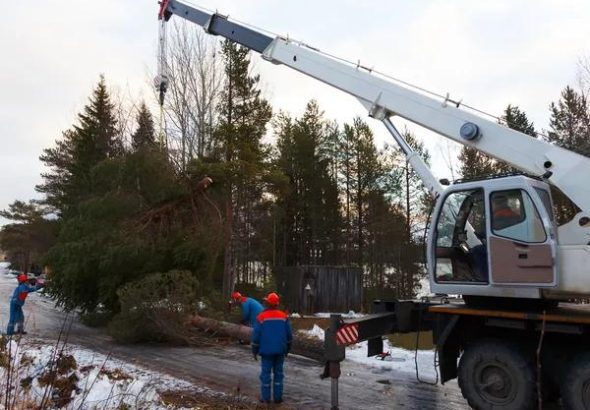 Trusted Tree Service Springfield, IL for Tree Removal and Trimming