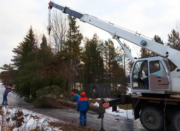 Trusted Tree Service Springfield, IL for Tree Removal and Trimming