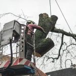 Top-Rated The Tree Guys Services in Jackson MI for Tree Removal & Trimming