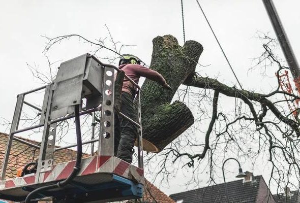 Top-Rated The Tree Guys Services in Jackson MI for Tree Removal & Trimming