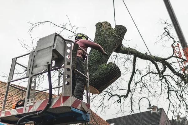 Top-Rated The Tree Guys Services in Jackson MI for Tree Removal & Trimming