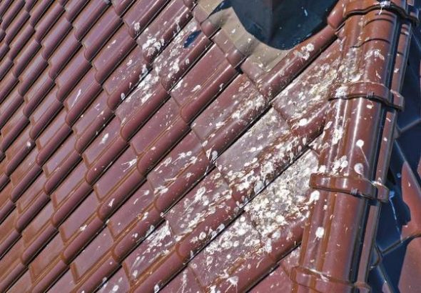 Discover Discover the Available Services for Your Roofing Needs
