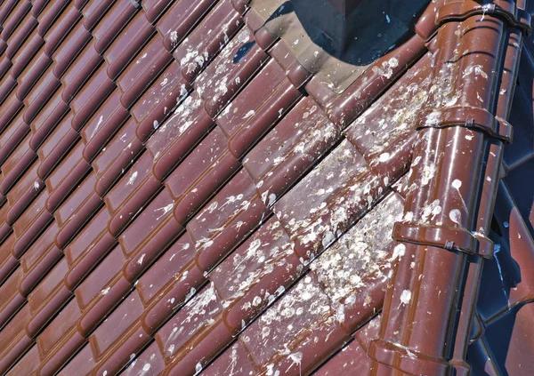 Discover Discover the Available Services for Your Roofing Needs
