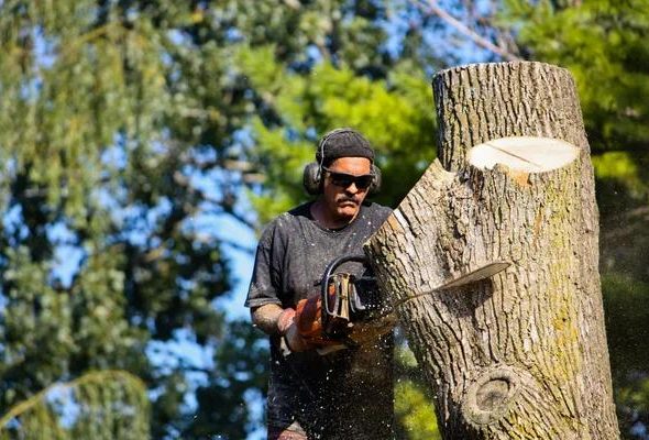 Your Reliable Partner for All Tree Service Needs