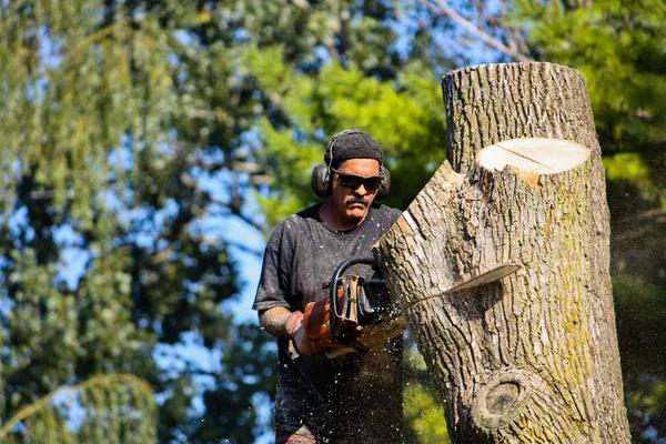 Your Reliable Partner for All Tree Service Needs